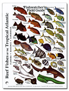 Fishwatcher's Guide