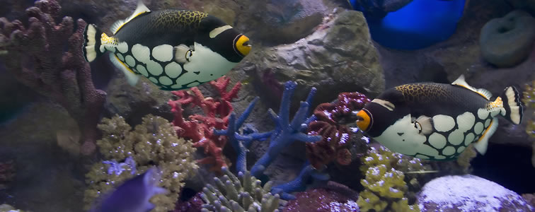 fish